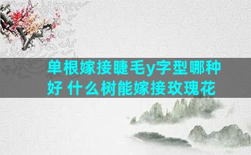 单根嫁接睫毛y字型哪种好 什么树能嫁接玫瑰花